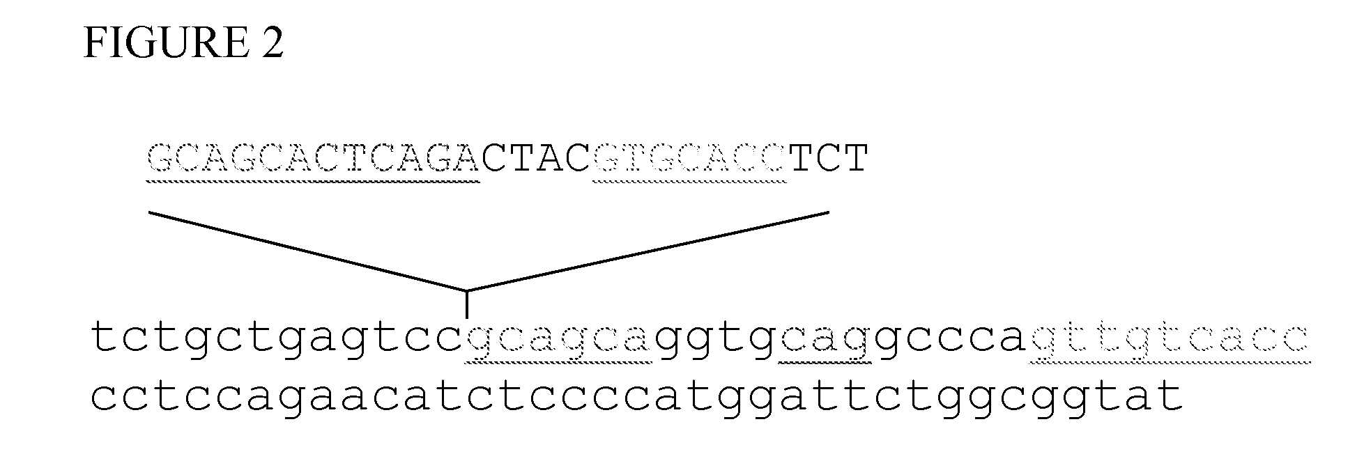 Assay for response to proteasome inhibitors