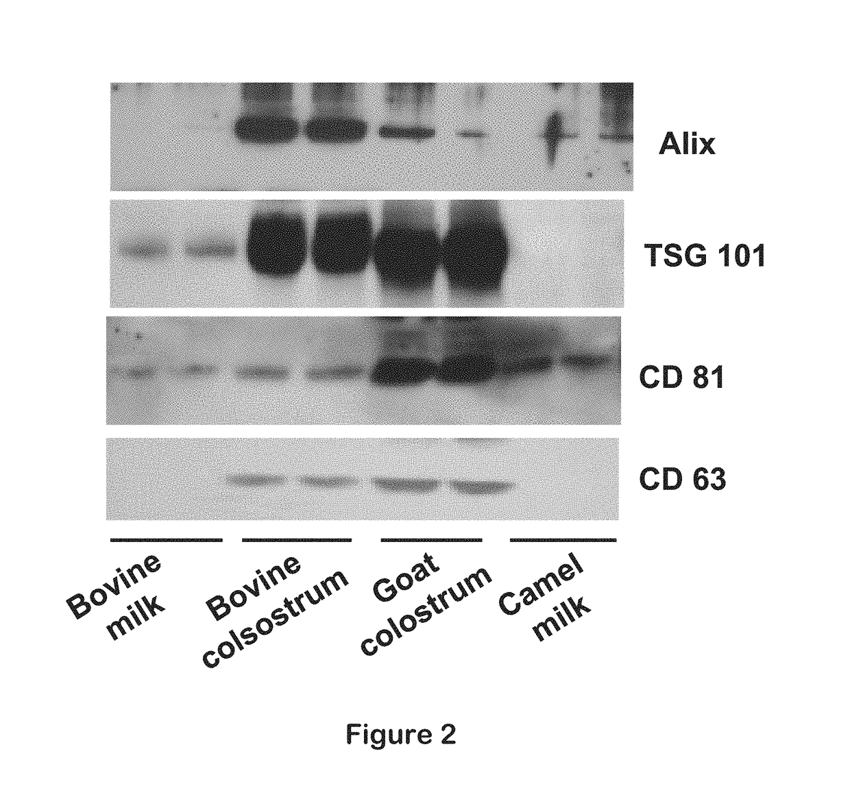 Isolation of exosomes from colostrum powder and exosomal drug formulations using the same