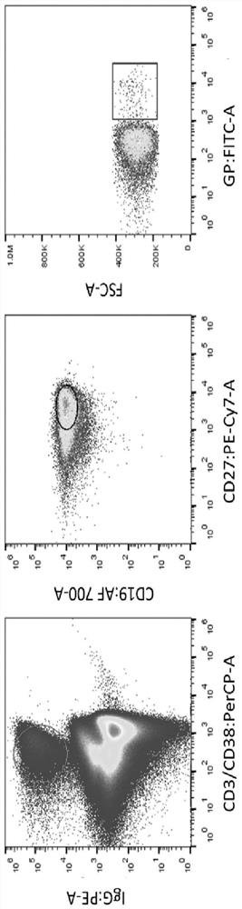 Monoclonal antibody 8f9 specifically binding to gp1 subunit of ebov and its application