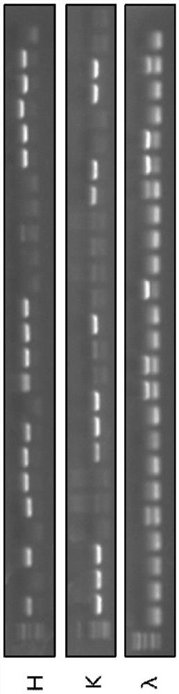 Monoclonal antibody 8f9 specifically binding to gp1 subunit of ebov and its application