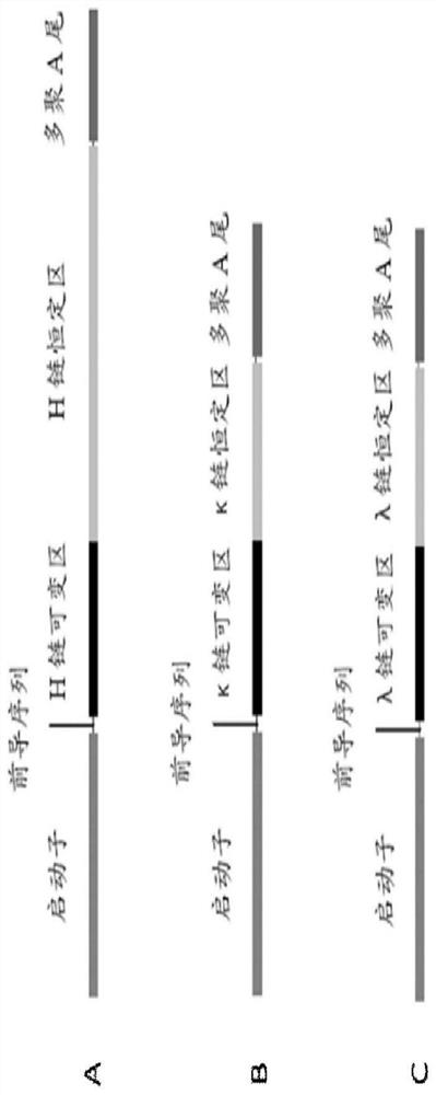 Monoclonal antibody 8f9 specifically binding to gp1 subunit of ebov and its application