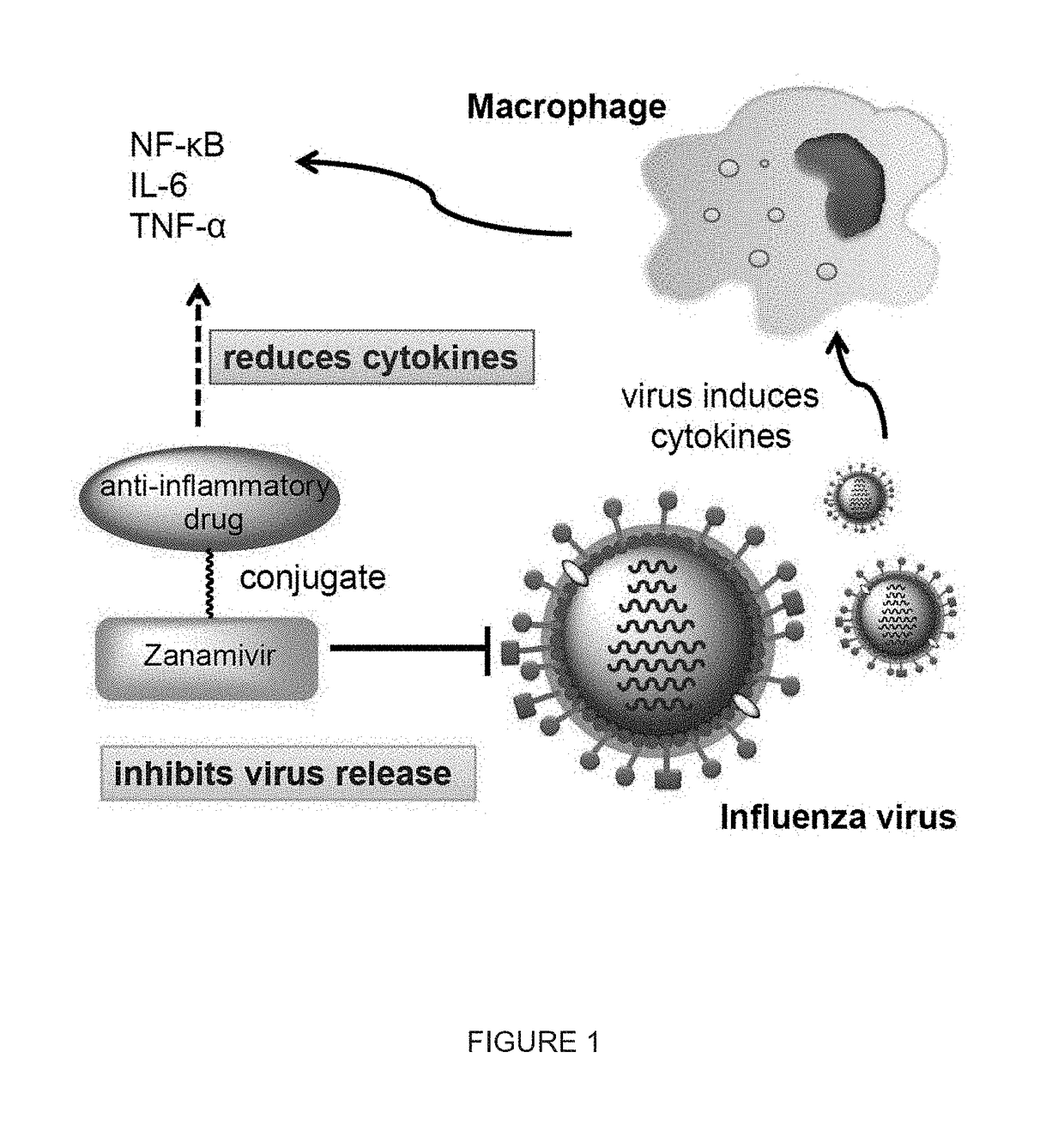 Enhanced anti-influenza agents conjugated with anti-inflammatory activity