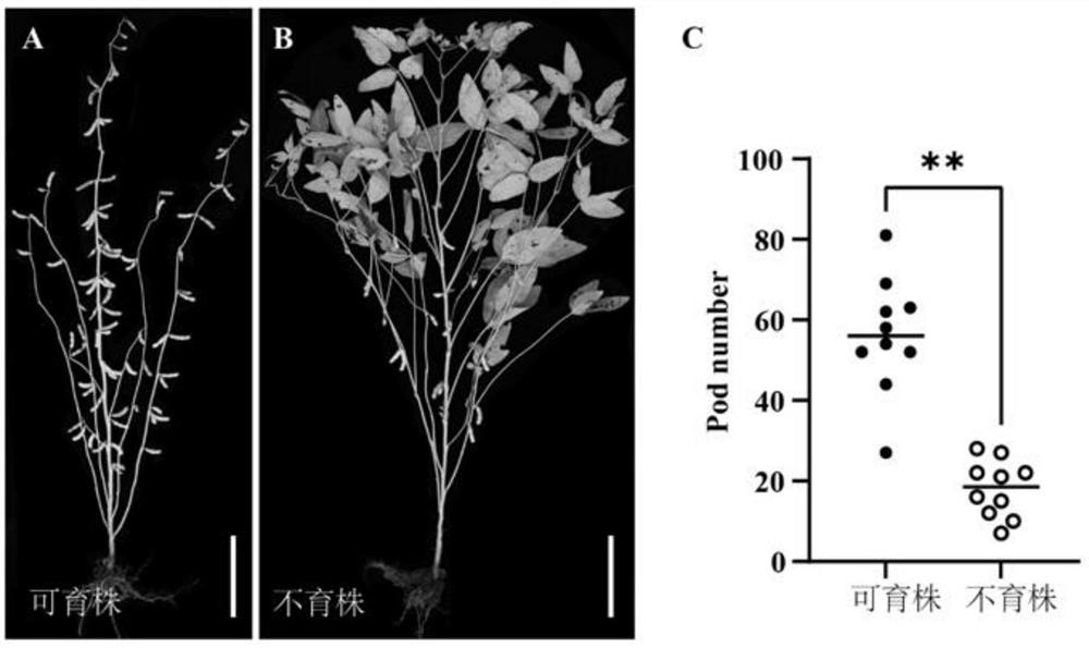 Soybean sterile gene mutant, construction method and application in photosensitive fertility regulation