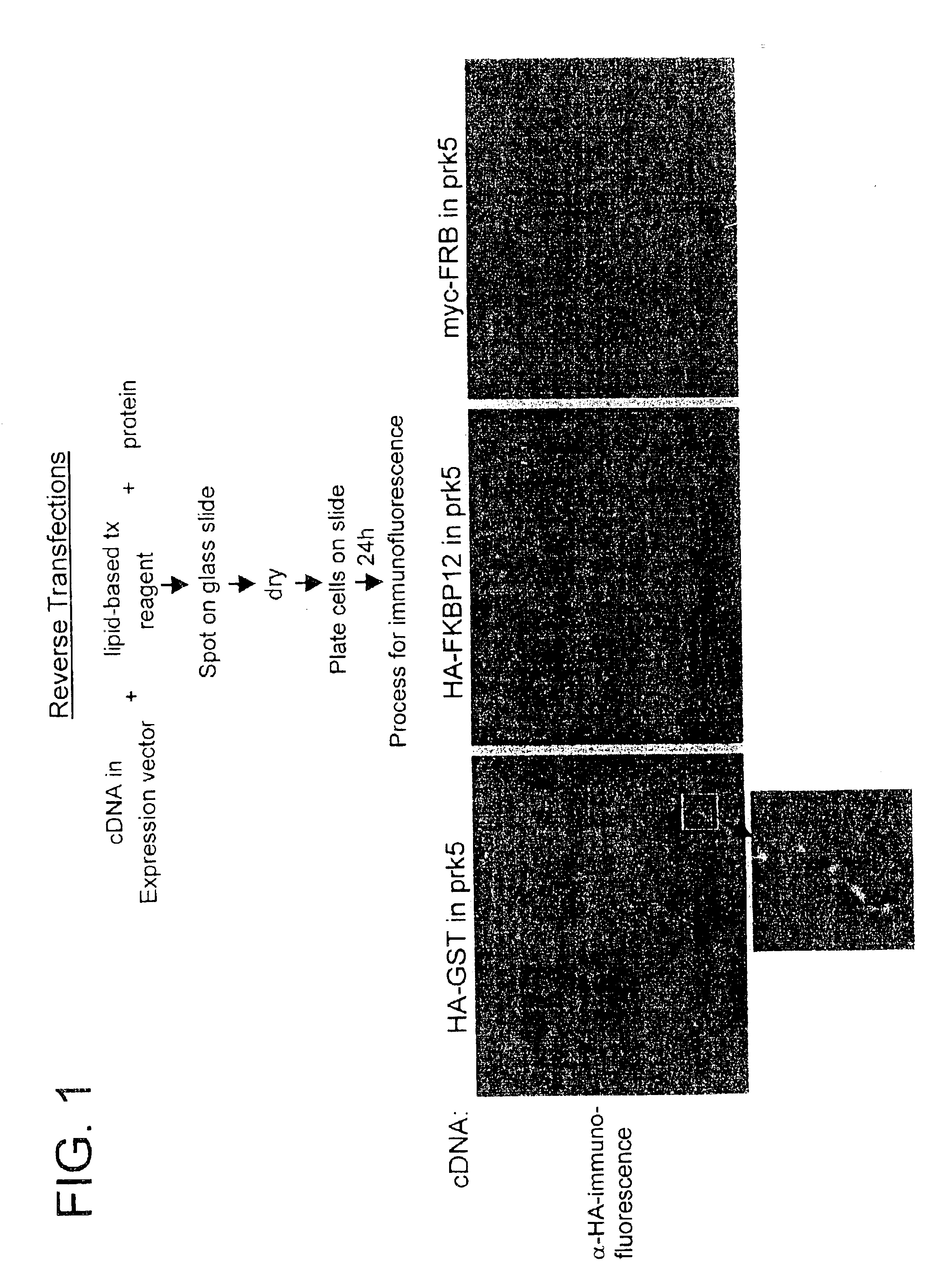 Transfection method and uses related thereto
