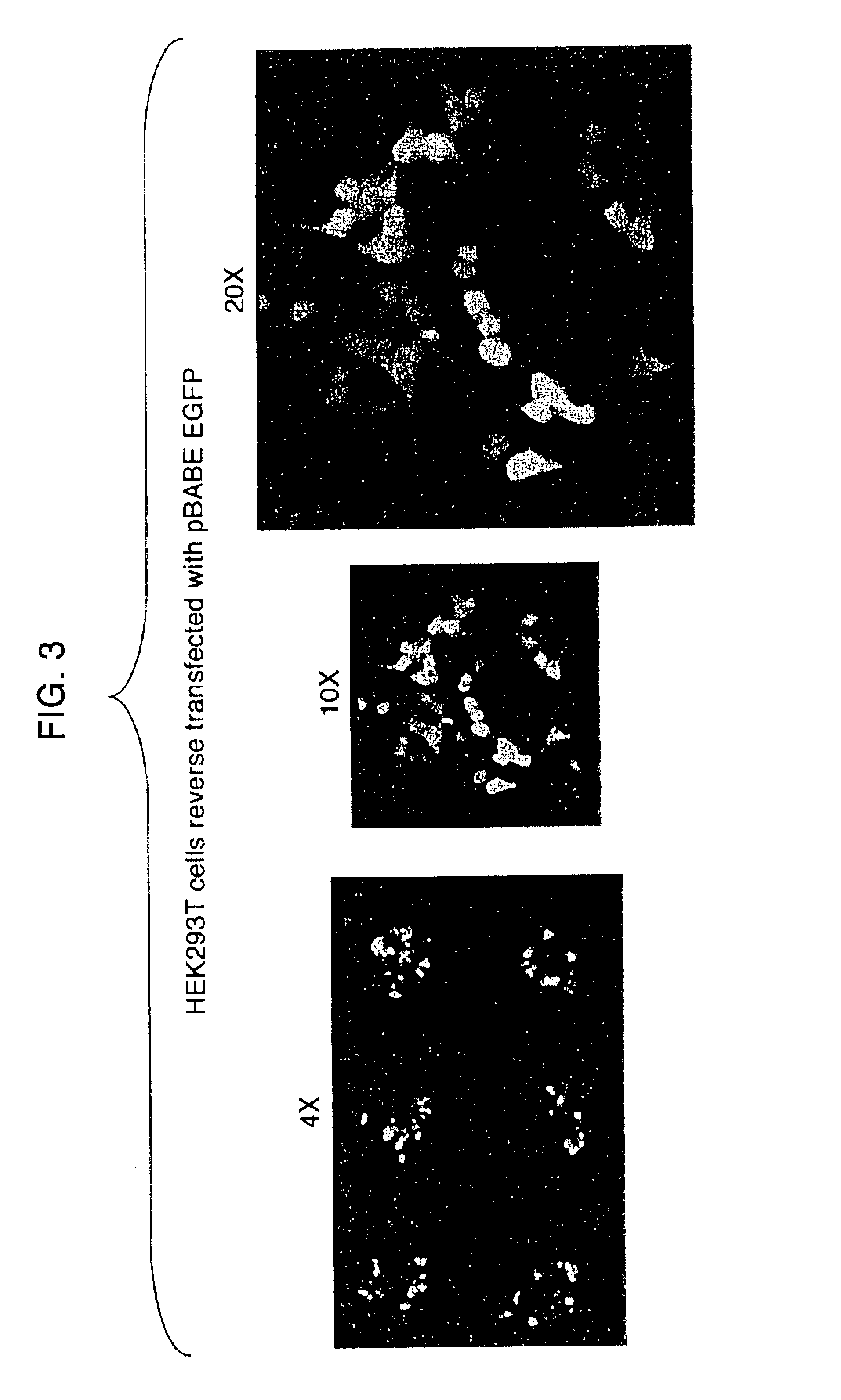 Transfection method and uses related thereto
