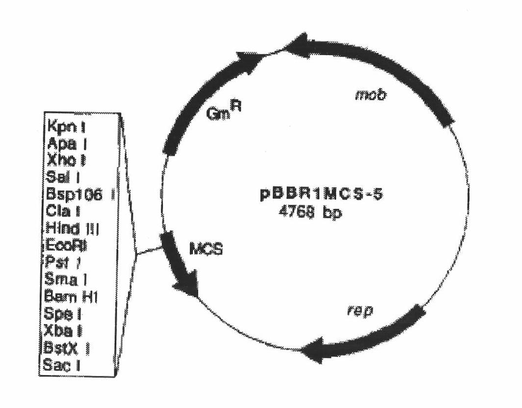 Gene engineering bacterium capable of both tolerating high-concentration As (Arsenic) (III) and oxidizing As (III) and application thereof