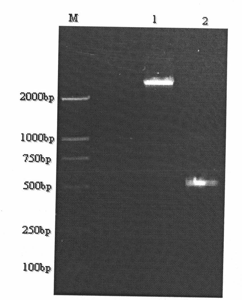 Gene engineering bacterium capable of both tolerating high-concentration As (Arsenic) (III) and oxidizing As (III) and application thereof