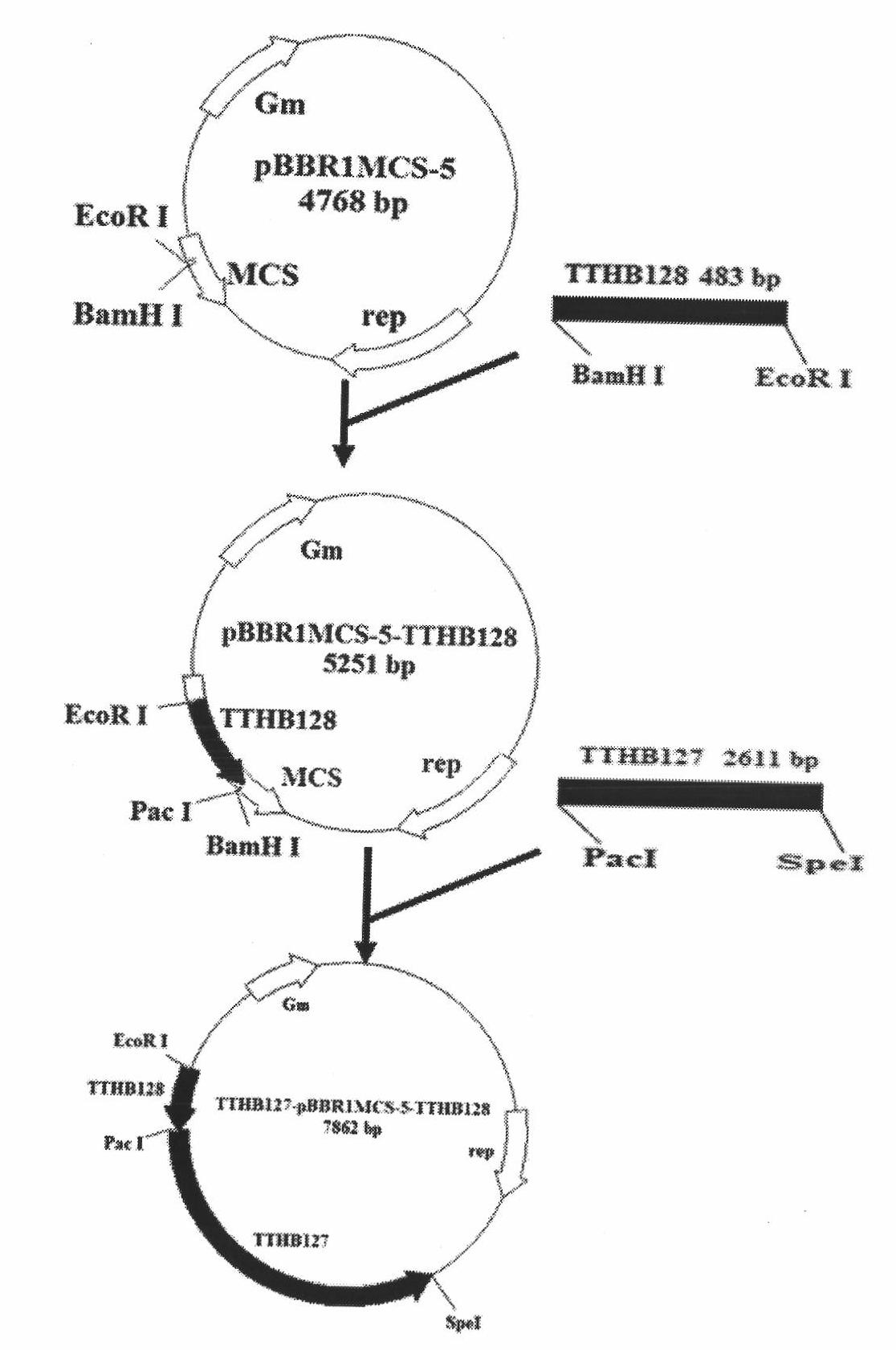 Gene engineering bacterium capable of both tolerating high-concentration As (Arsenic) (III) and oxidizing As (III) and application thereof