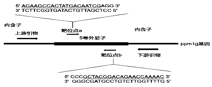 Method for selective breeding of ppm1g gene mutation zebrafish through gene editing