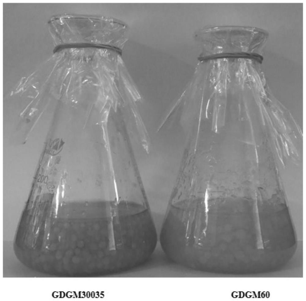 A high-yield and high-quality cultivated strain gdgm 60 of Guangdong Cordyceps