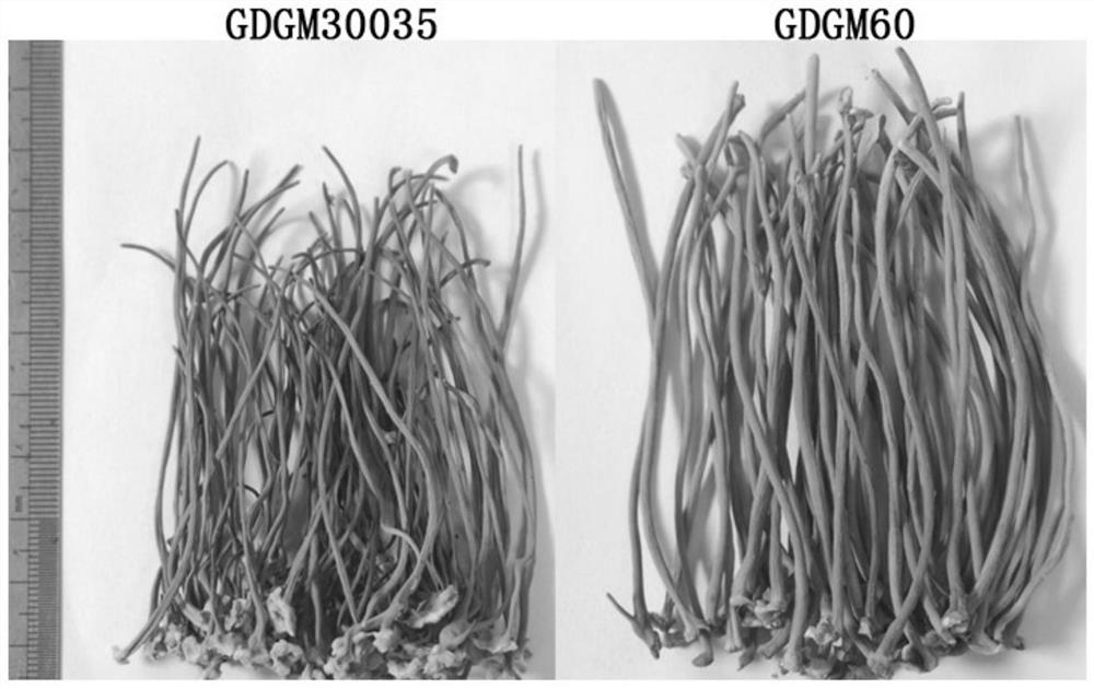 A high-yield and high-quality cultivated strain gdgm 60 of Guangdong Cordyceps