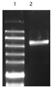 Sea snake venom specificity detection method and kit