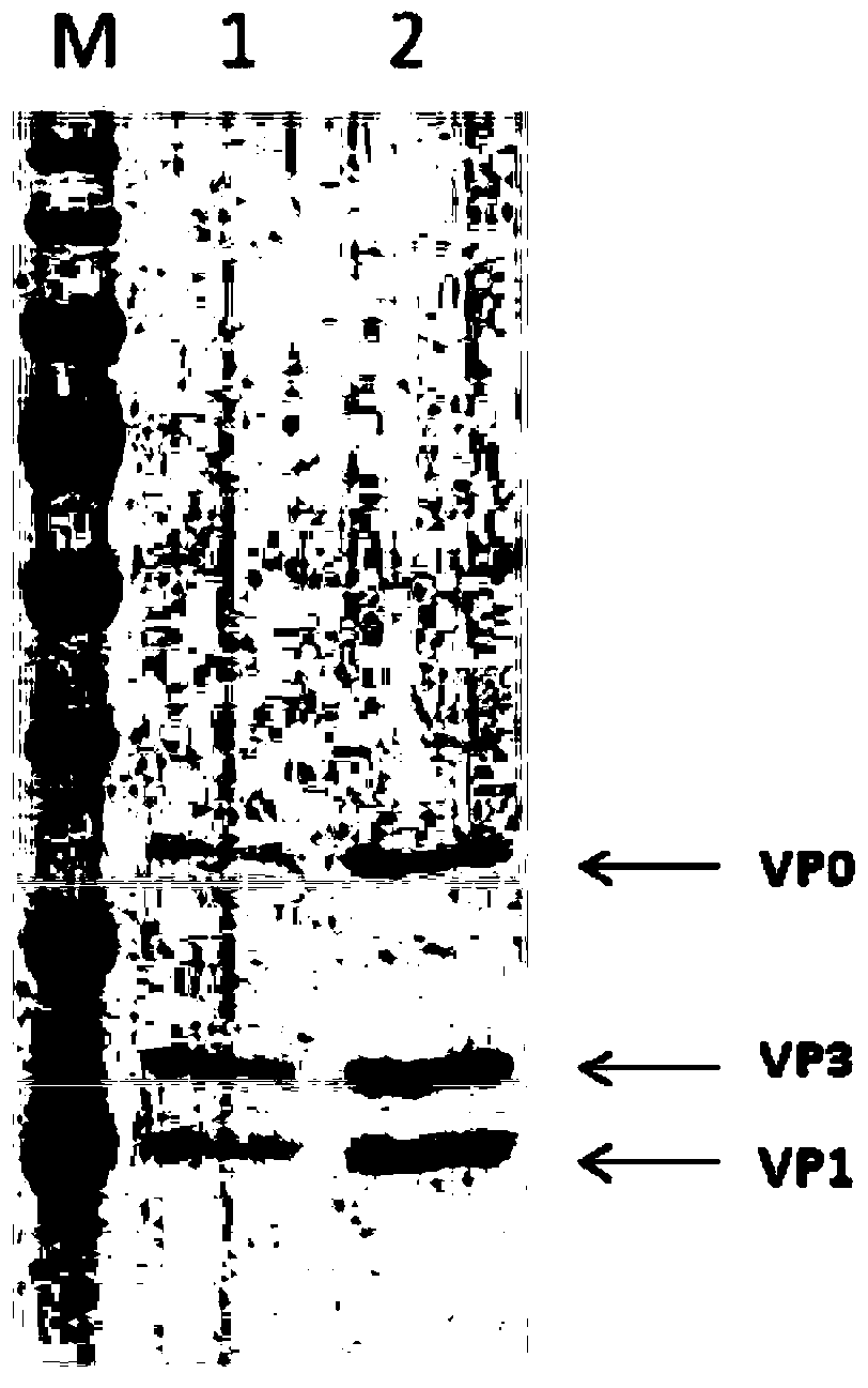 Tandem co-expression of foot-and-mouth disease virus capsid protein and preparation method of virus-like particles