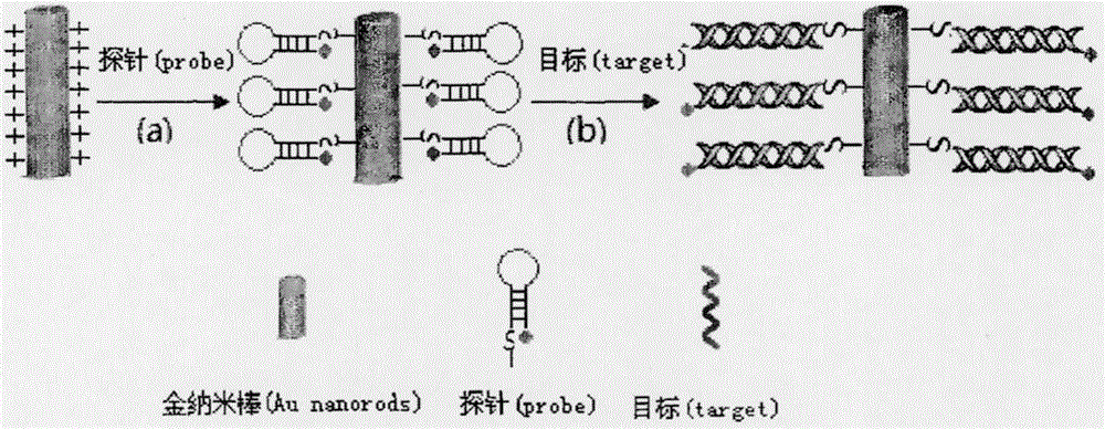 A preparation method of monodisperse, low biotoxic gold nanorods for allergen detection