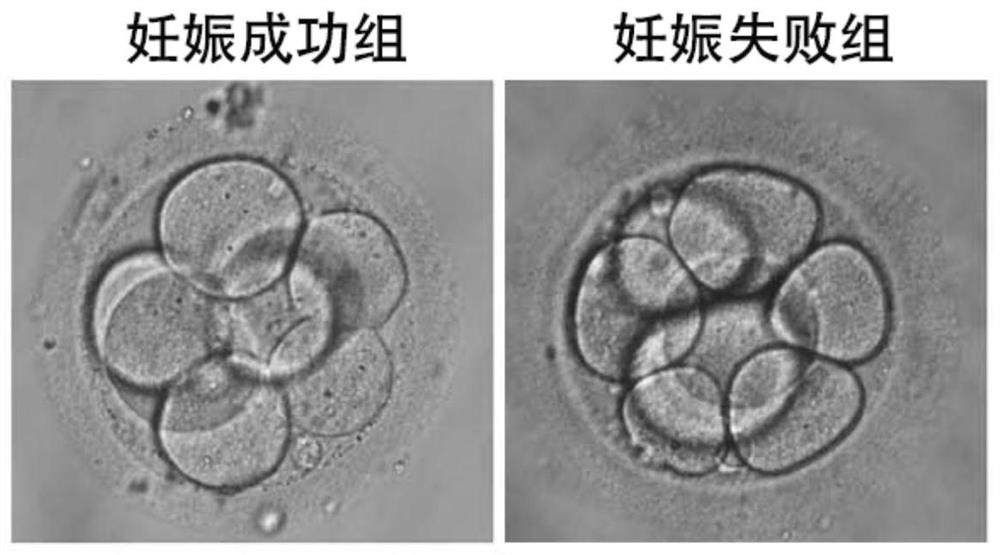 miRNA molecular markers for predicting the quality of early embryos in human assisted reproductive technology and their applications