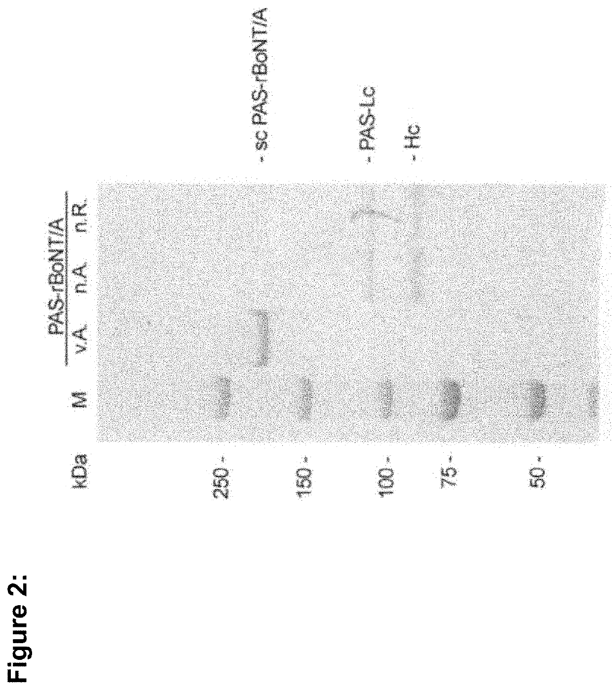 Novel recombinant clostridial neurotoxins with increased duration of effect