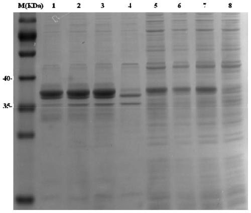 Clonorchis sinensis recombinant protein C&lt;s&gt;H&lt;sc&gt;B and application thereof in enteritis therapeutic drug