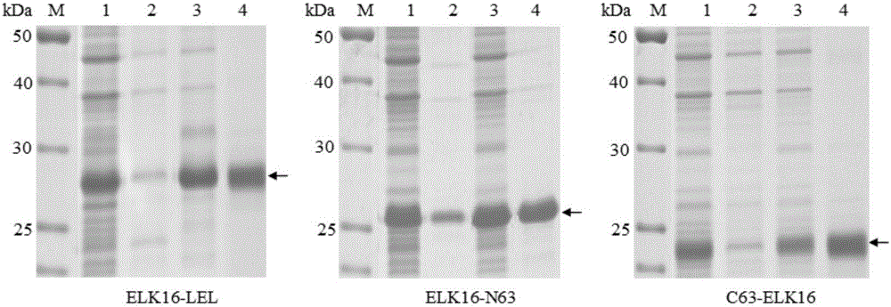 Self-polymerized peptide fused CD151 protein as well as preparation method and application thereof