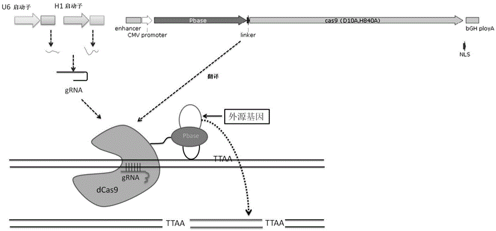 Tool for efficient site-specific transposition of genes and application of tool
