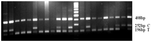 Apricot fruit firmness key gene molecular marker PG1524 and detection method and application thereof