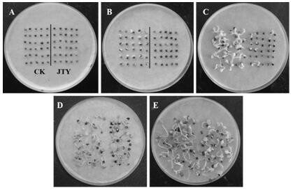 Method for introducing fritillaria taipaiensis seeds and prolonging growth period of Fritillaria taipaiensis