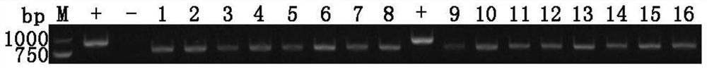 Method for increasing yield of antifungal active substance HSAF and application