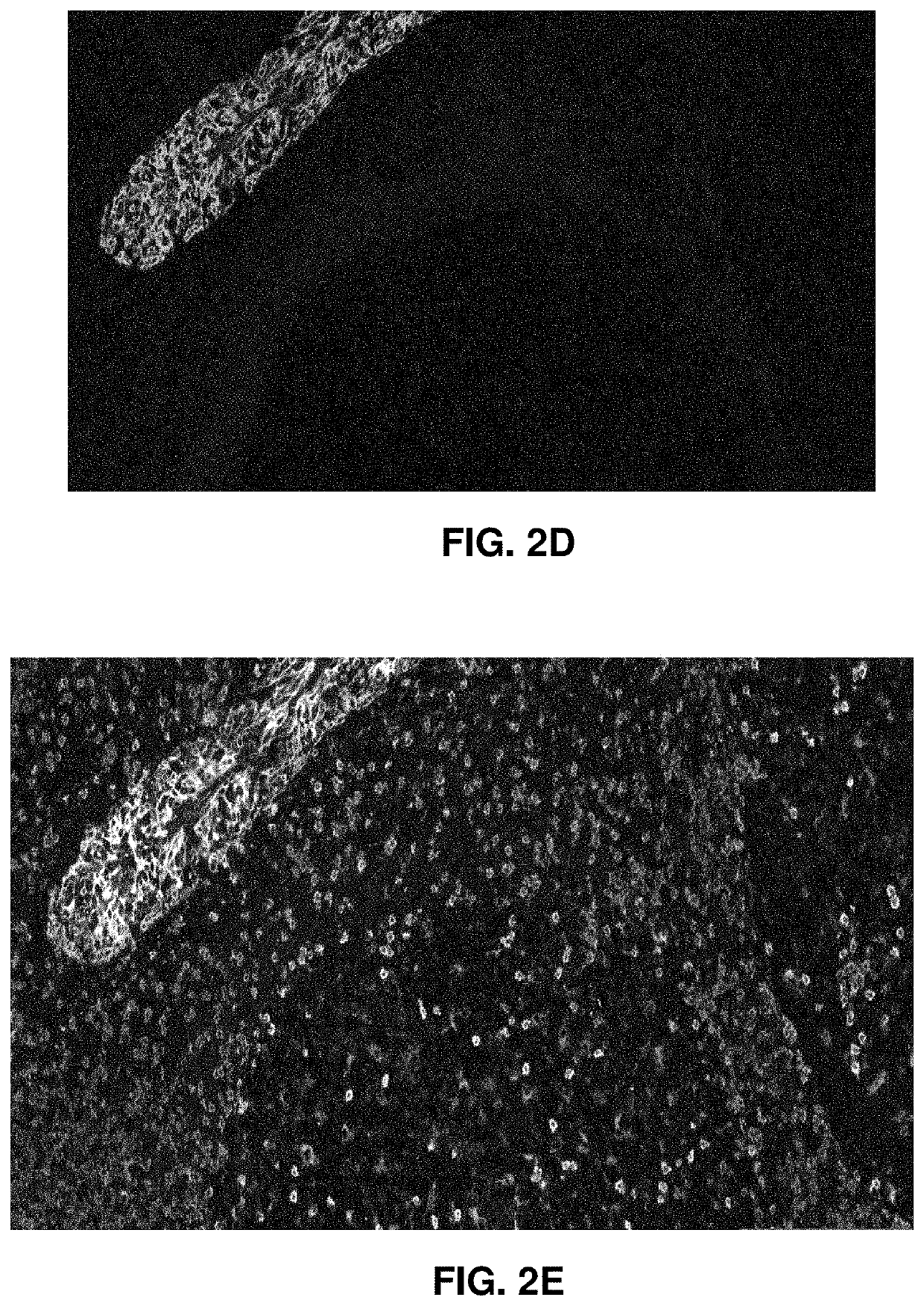 Apparatuses and methods for digital pathology