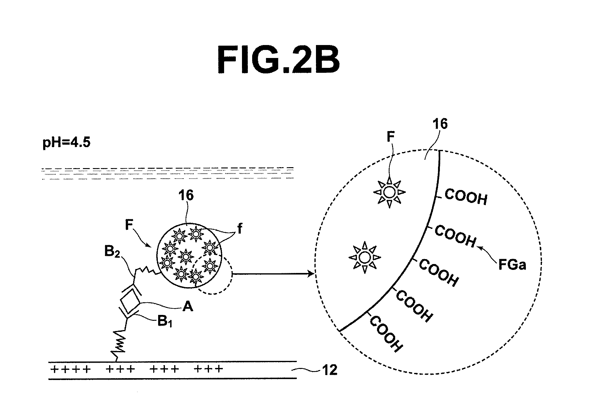 Detecting method, detecting apparatus, detection sample cell, and detecting kit