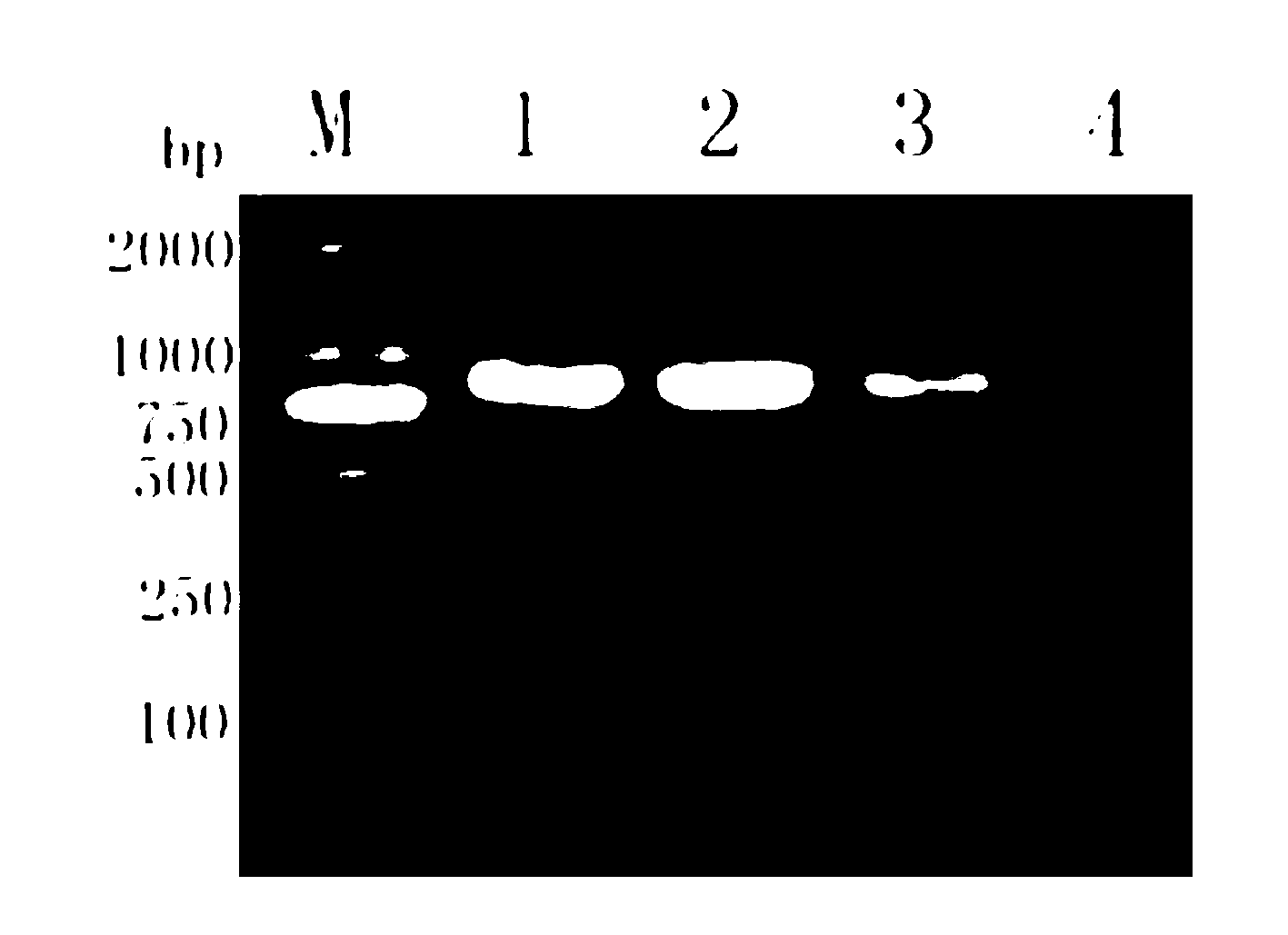 Xylanase recombinant expression vector and cultivation method of transgenic pig capable of secreting xylanase