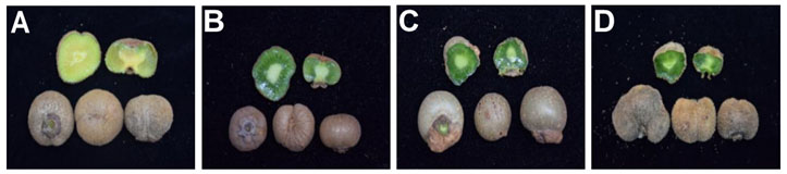 Method for inducing different types of kiwi fruit male flowers to bear fruits