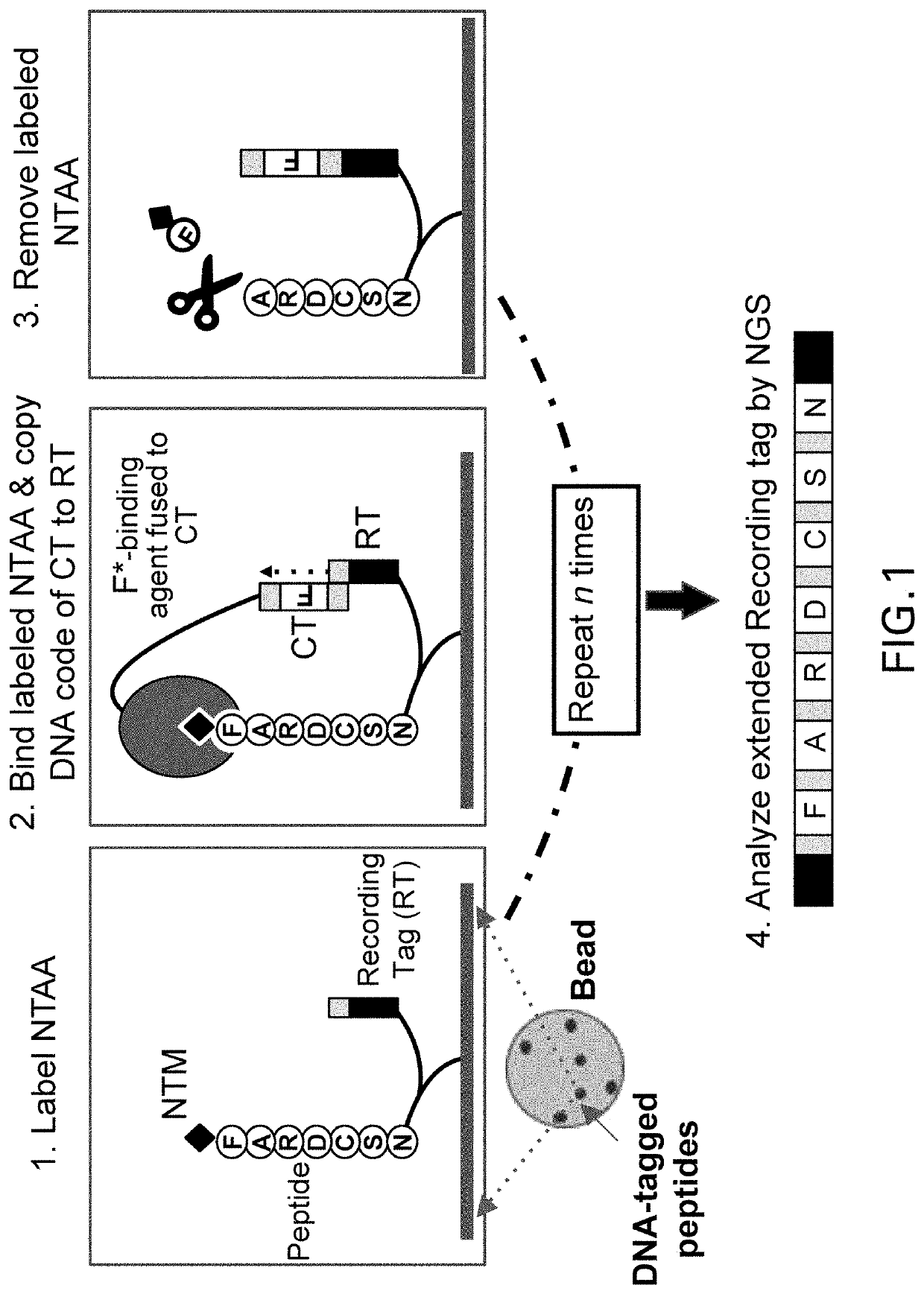 Metalloenzymes for biomolecular recognition of n-terminal modified peptides