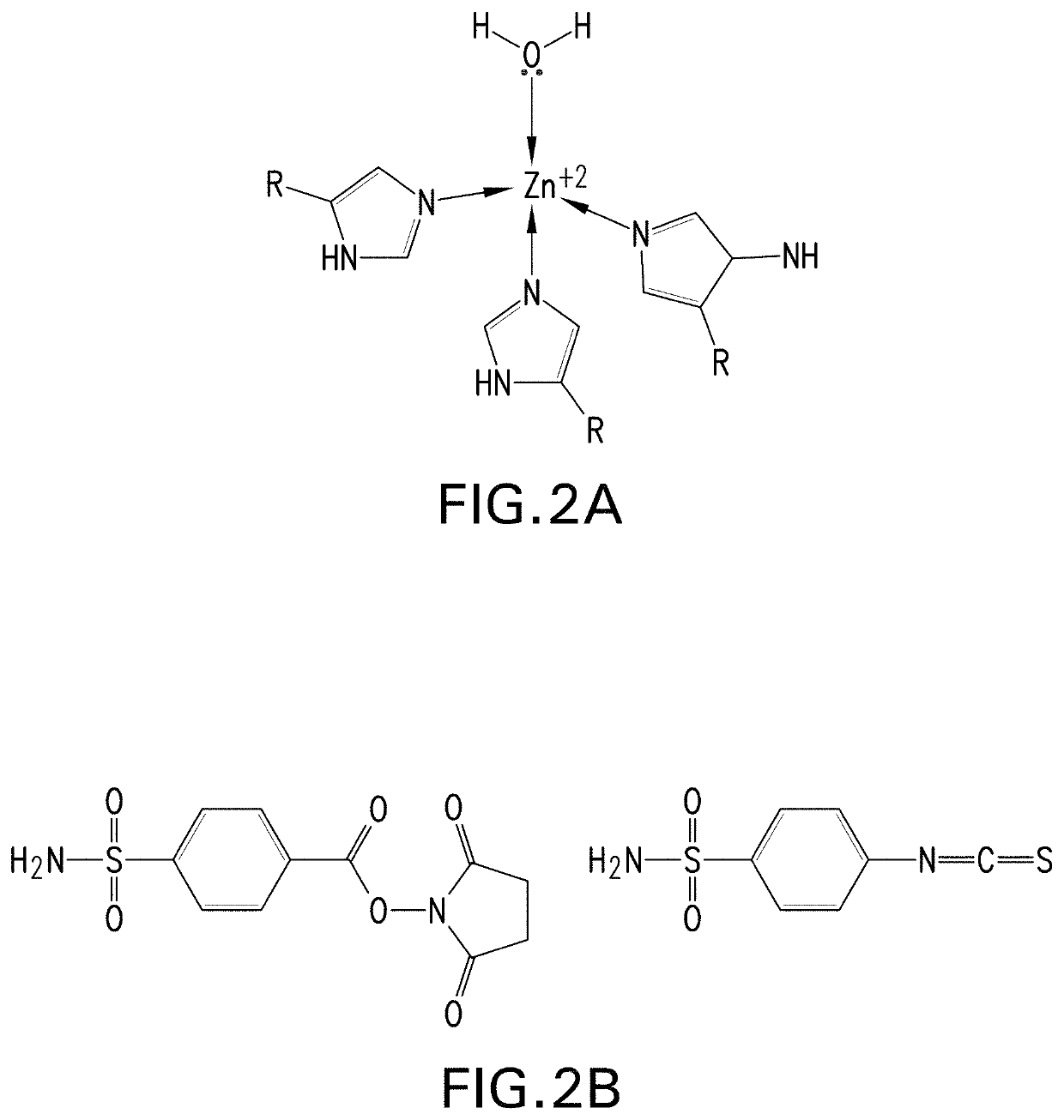 Metalloenzymes for biomolecular recognition of n-terminal modified peptides