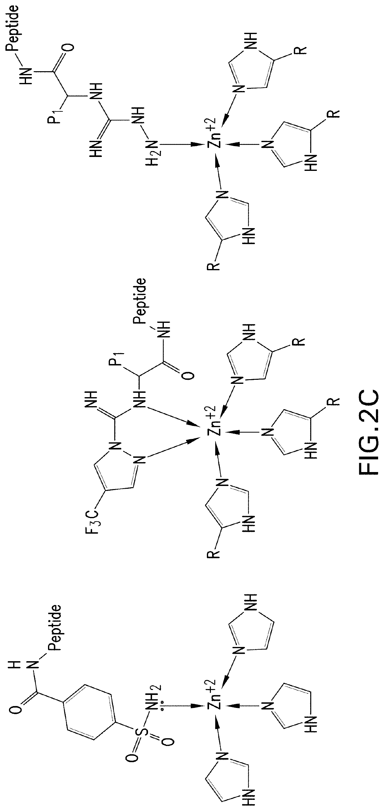 Metalloenzymes for biomolecular recognition of n-terminal modified peptides