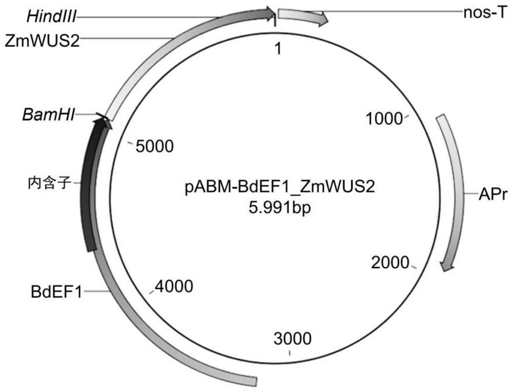 Methods for improving genome engineering and regeneration in plant ii