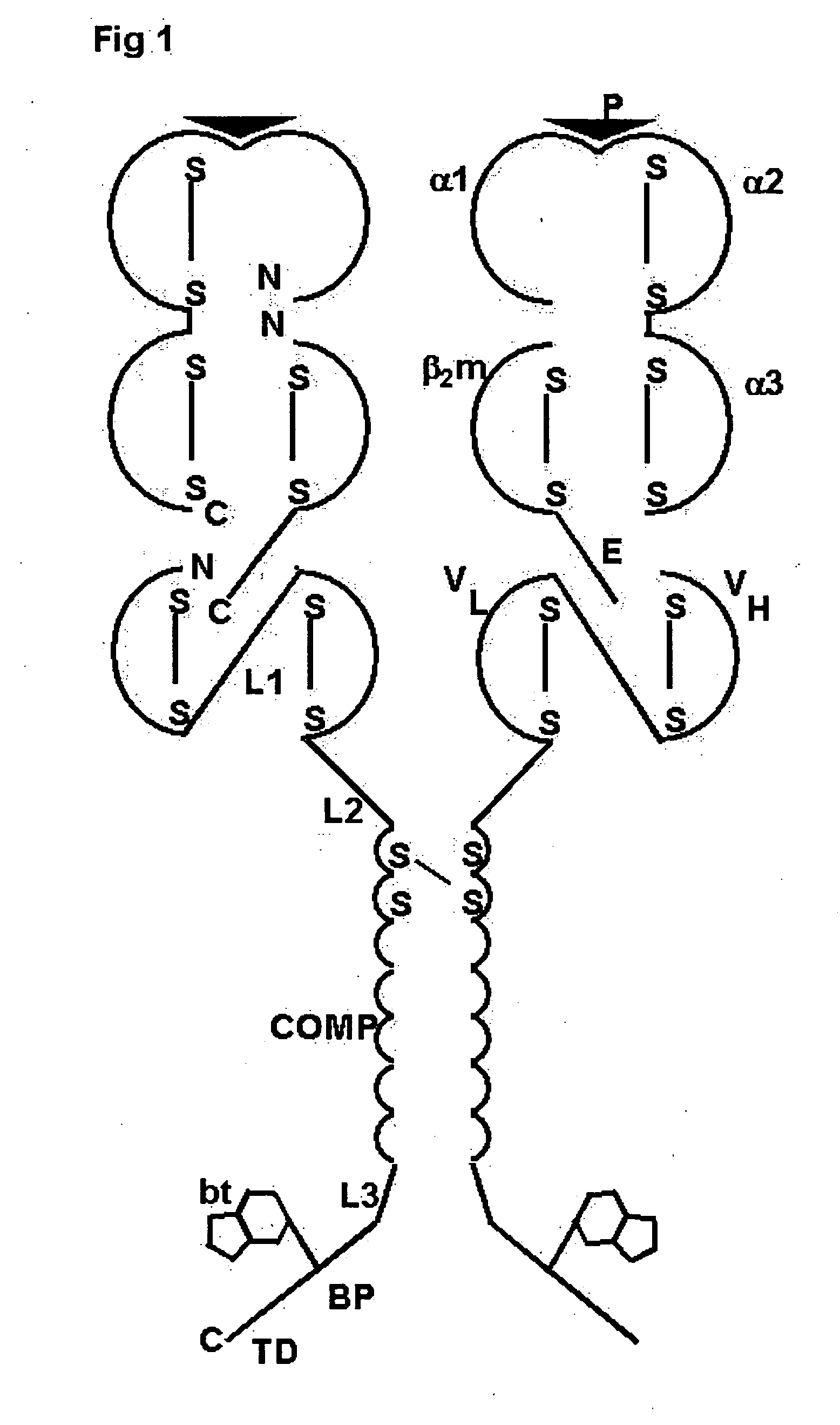 Oligomeric receptor ligand pair member complexes