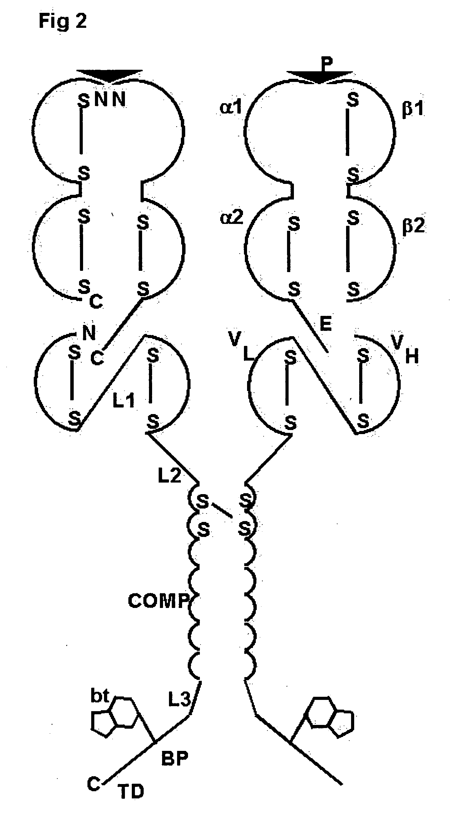 Oligomeric receptor ligand pair member complexes