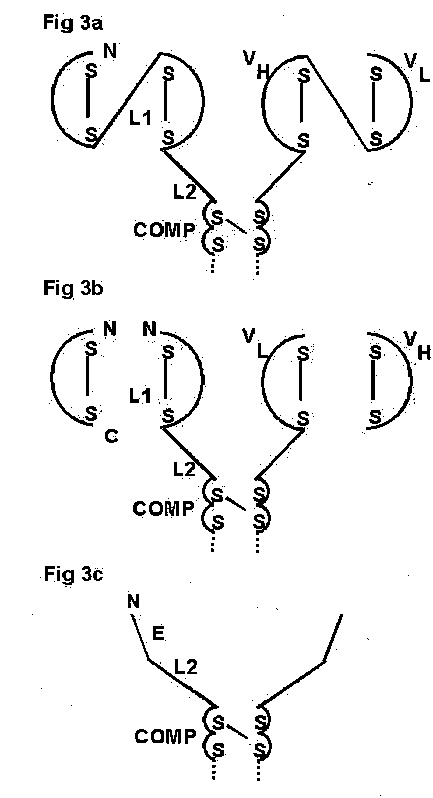 Oligomeric receptor ligand pair member complexes