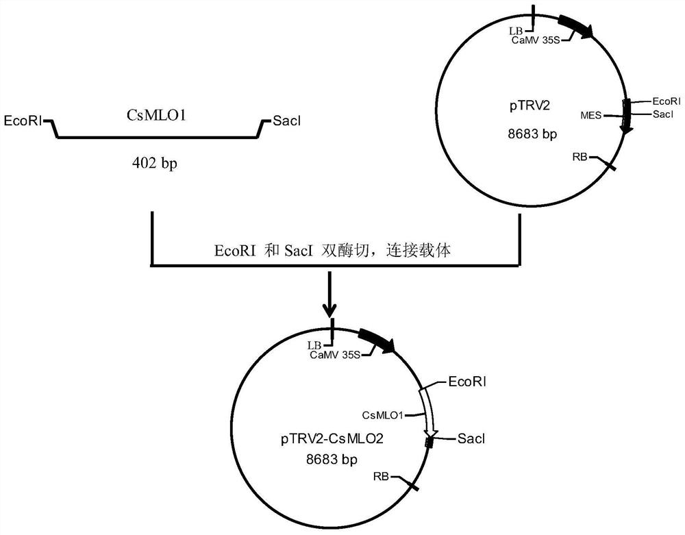 Cucumber csmlo1 gene and its silent expression vector construction method and application
