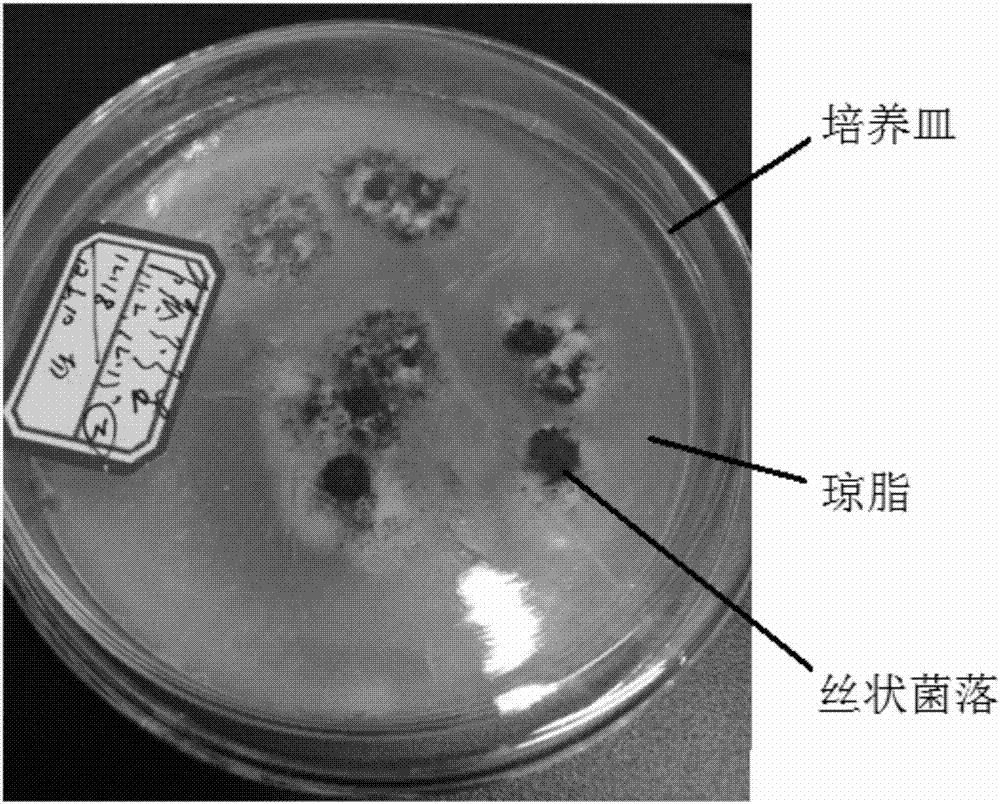 Rapid and convenient sheet preparing method of compact filamentous bacteria