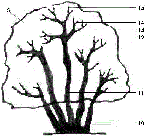 Multiple-trunk natural-open-center-shaped shaping and trimming method of lagerstroemia crape