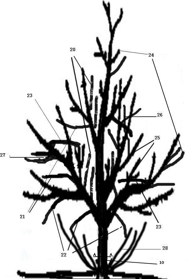 Multiple-trunk natural-open-center-shaped shaping and trimming method of lagerstroemia crape