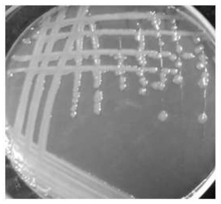 Boron-resistant lysinibacillus sp. with bacteriostatic ability and application of boron-resistant lysinibacillus sp.