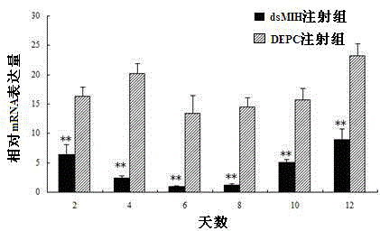 Freshwater shrimp molt-inhibiting hormone gene and application thereof in accelerating molting and growing of freshwater shrimps