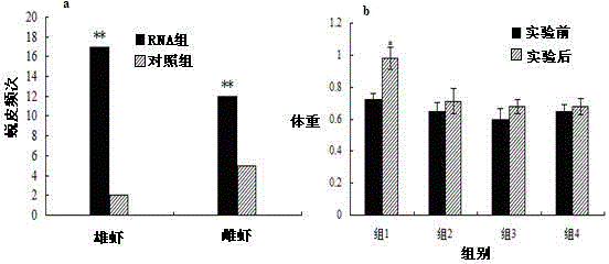 Freshwater shrimp molt-inhibiting hormone gene and application thereof in accelerating molting and growing of freshwater shrimps