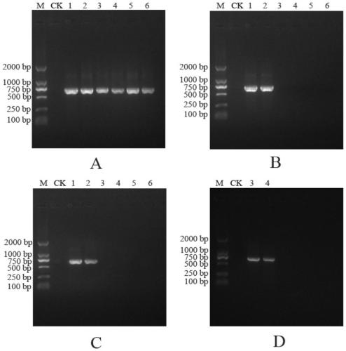 A general dna extraction method and kit for molecular identification of animal traditional Chinese medicine