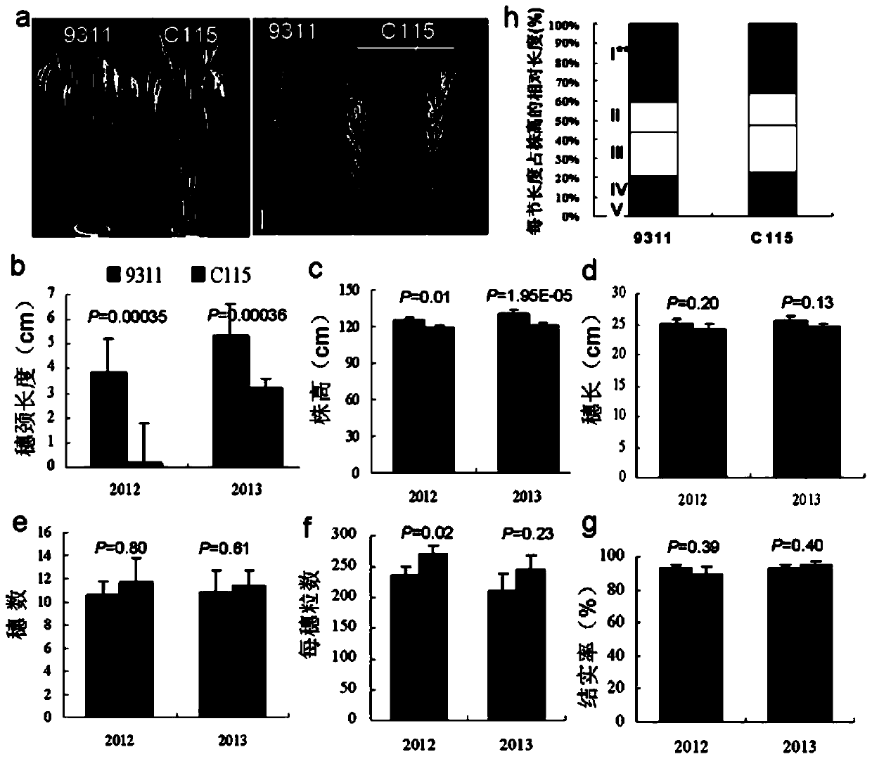 A Molecular Marker of Rice Panicle Length Gene qpnl‑12