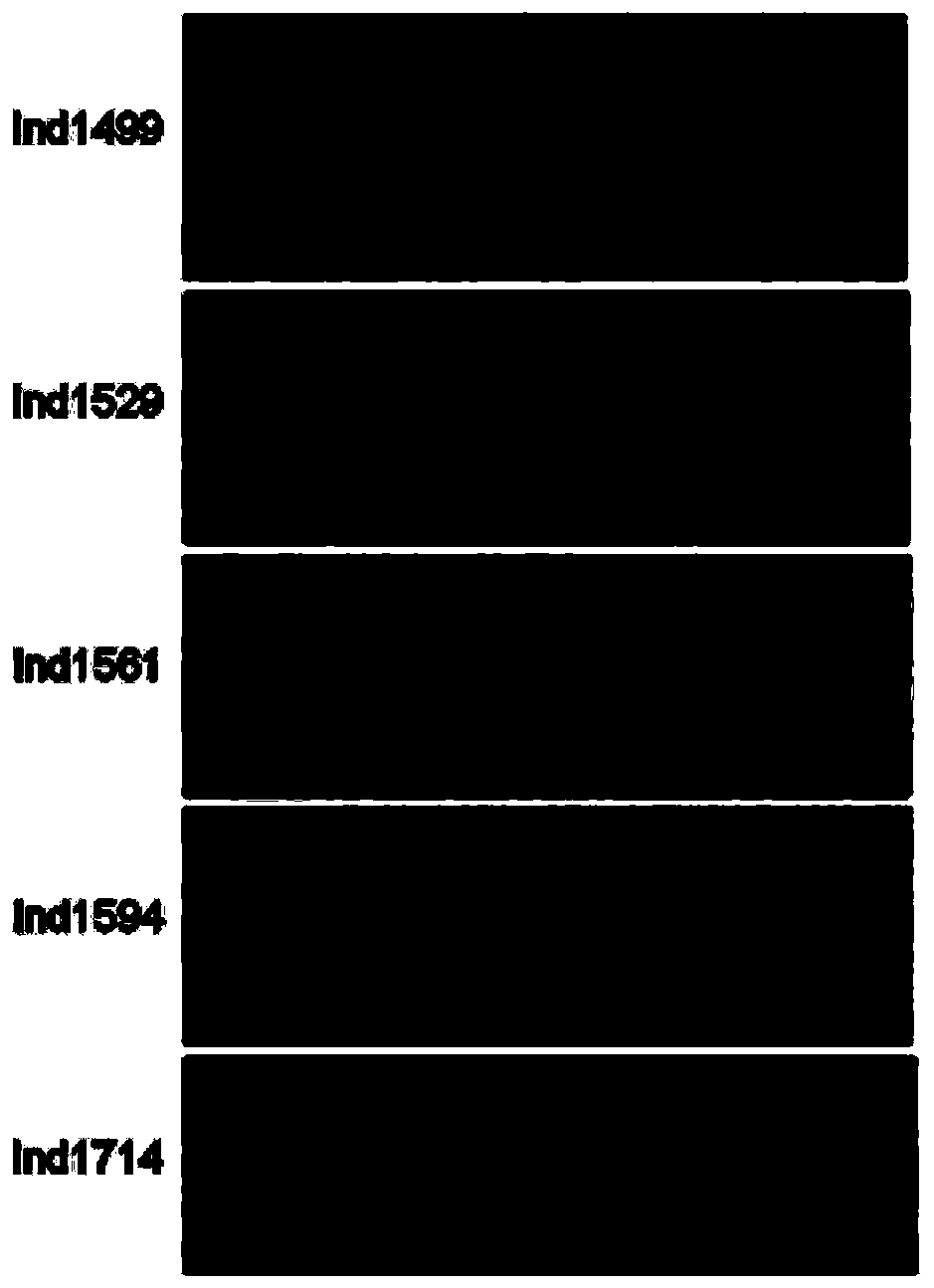 A Molecular Marker of Rice Panicle Length Gene qpnl‑12