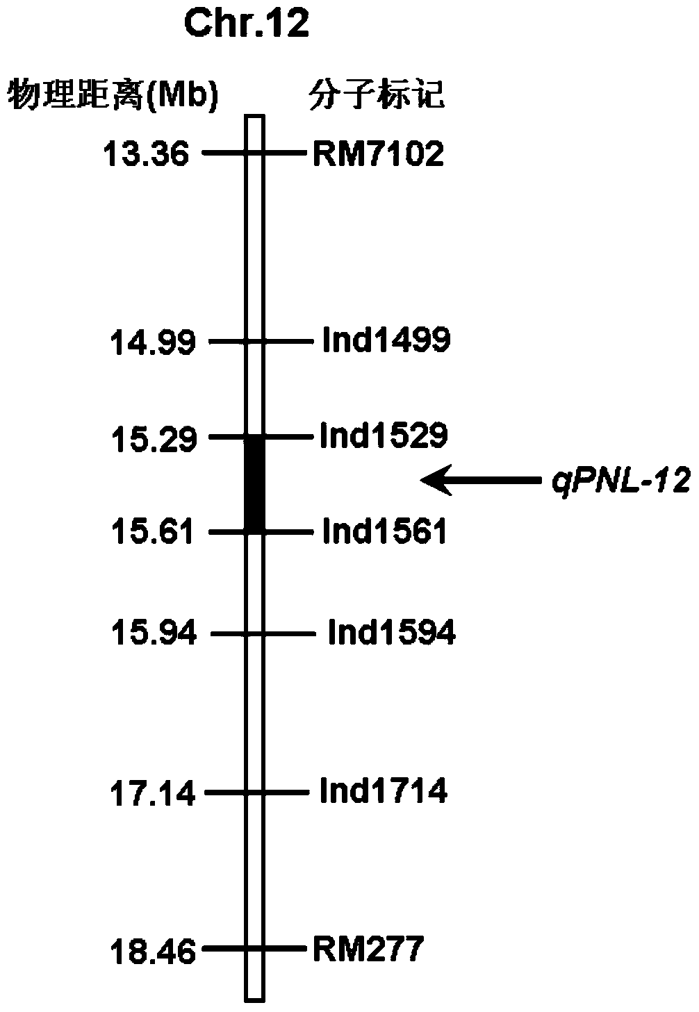 A Molecular Marker of Rice Panicle Length Gene qpnl‑12