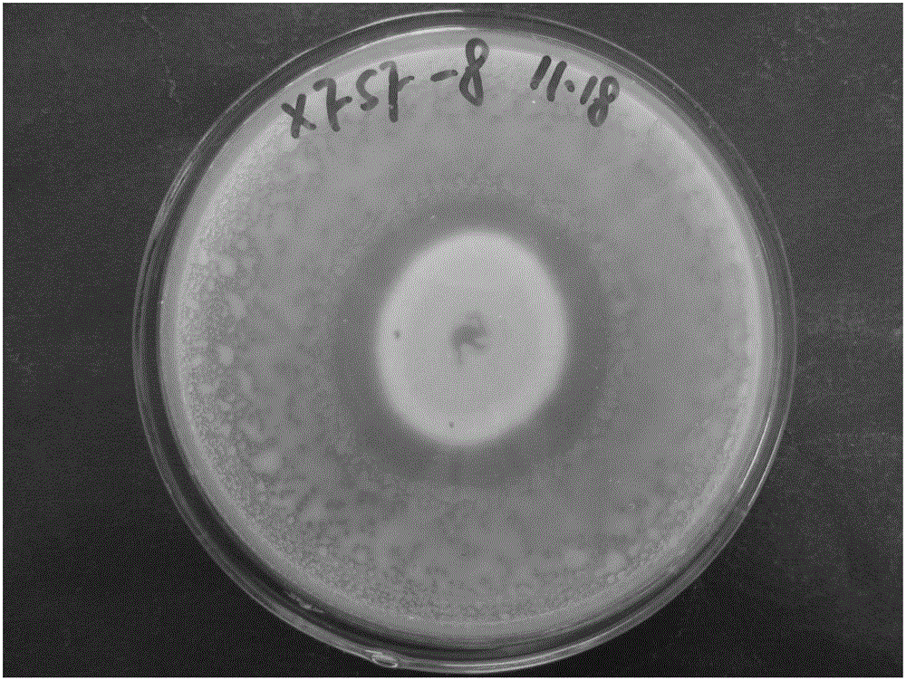 Penicillium xfsf-8 strain for preventing and treating tobacco bacterial wilt and application