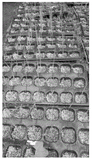 Preparation method of mechanical transplanting rice seedling raising substrate